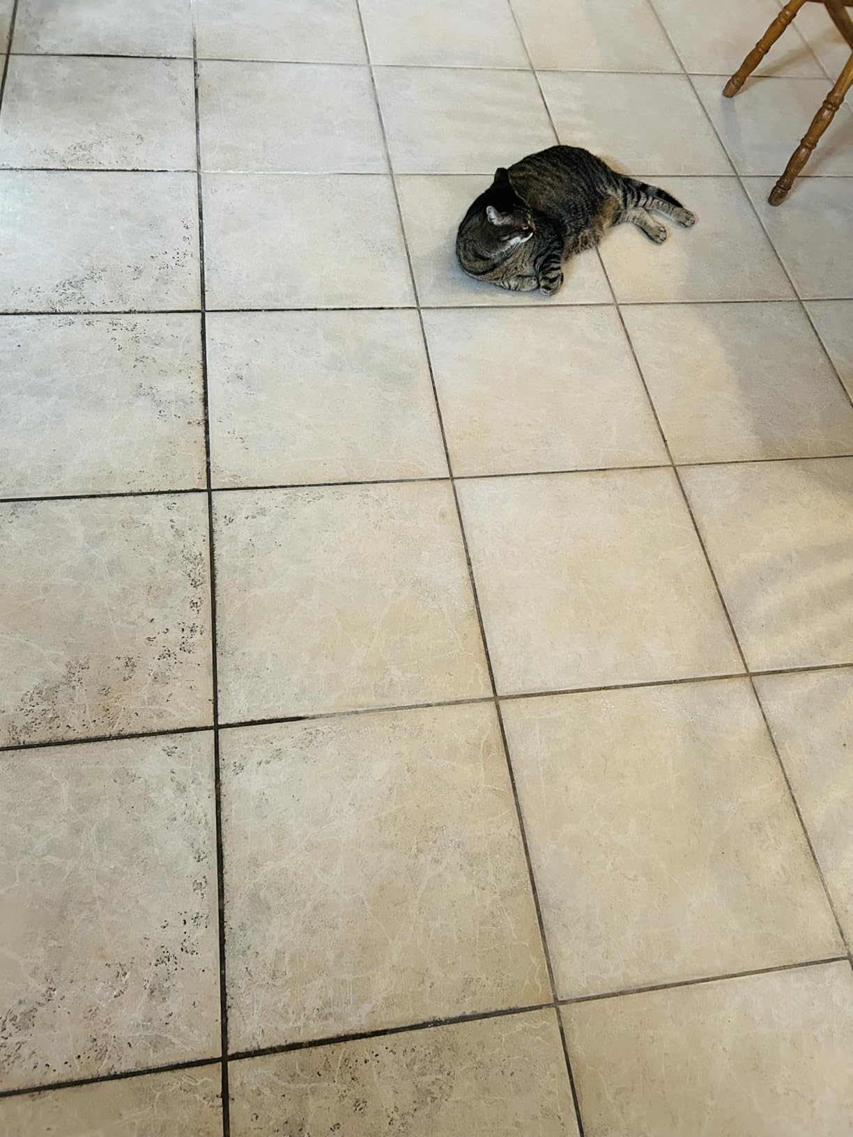 Oreck Commercial Orbiter Hard Floor Cleaner Machine, Multi-Purpose Floor Cleaning, Random Orbital Drive, Wide Cleaning Path, 50-Foot Long Cord, ORB550MC customer photo 1