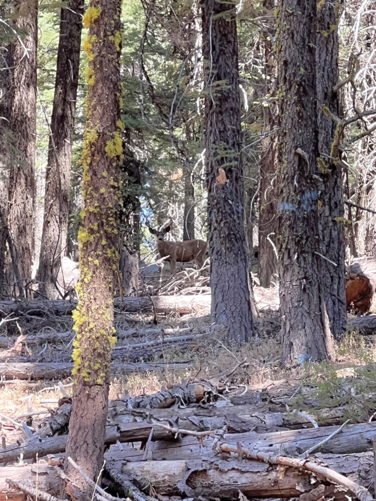 Trophy Taker RH Smackdown Pro Rest, Black customer photo 2