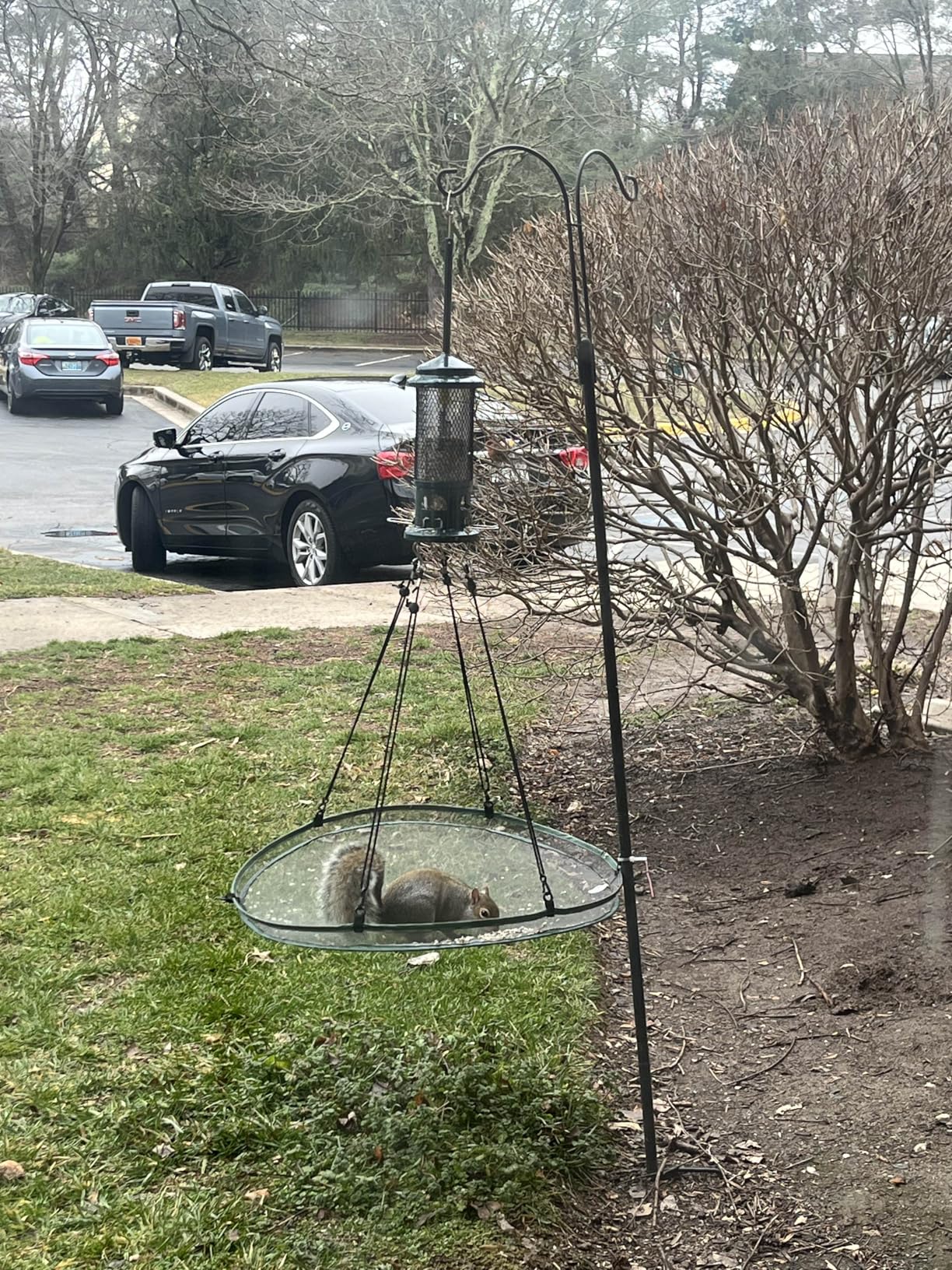 Squirrel Buster Standard Squirrel-proof Bird Feeder w/4 Metal Perches, 1.3-pound Seed Capacity, garden green customer photo 1