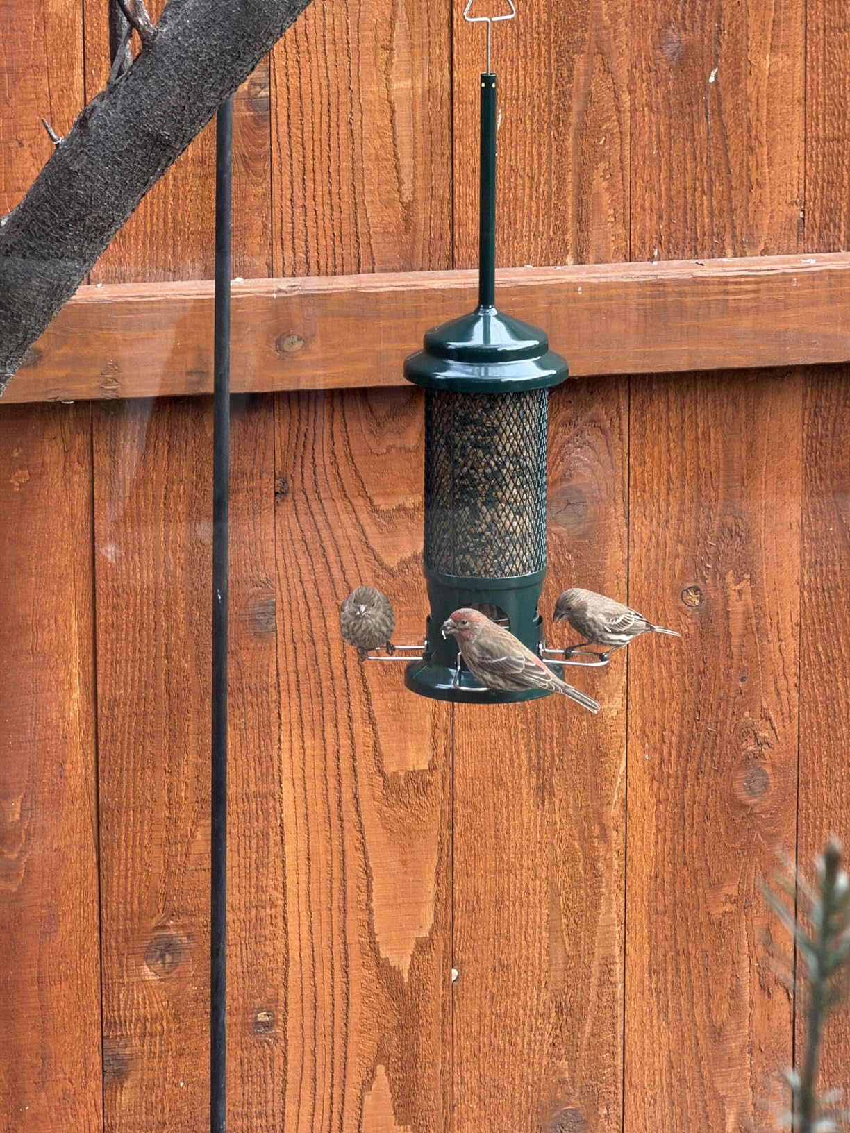 Squirrel Buster Standard Squirrel-proof Bird Feeder w/4 Metal Perches, 1.3-pound Seed Capacity, garden green customer photo 2