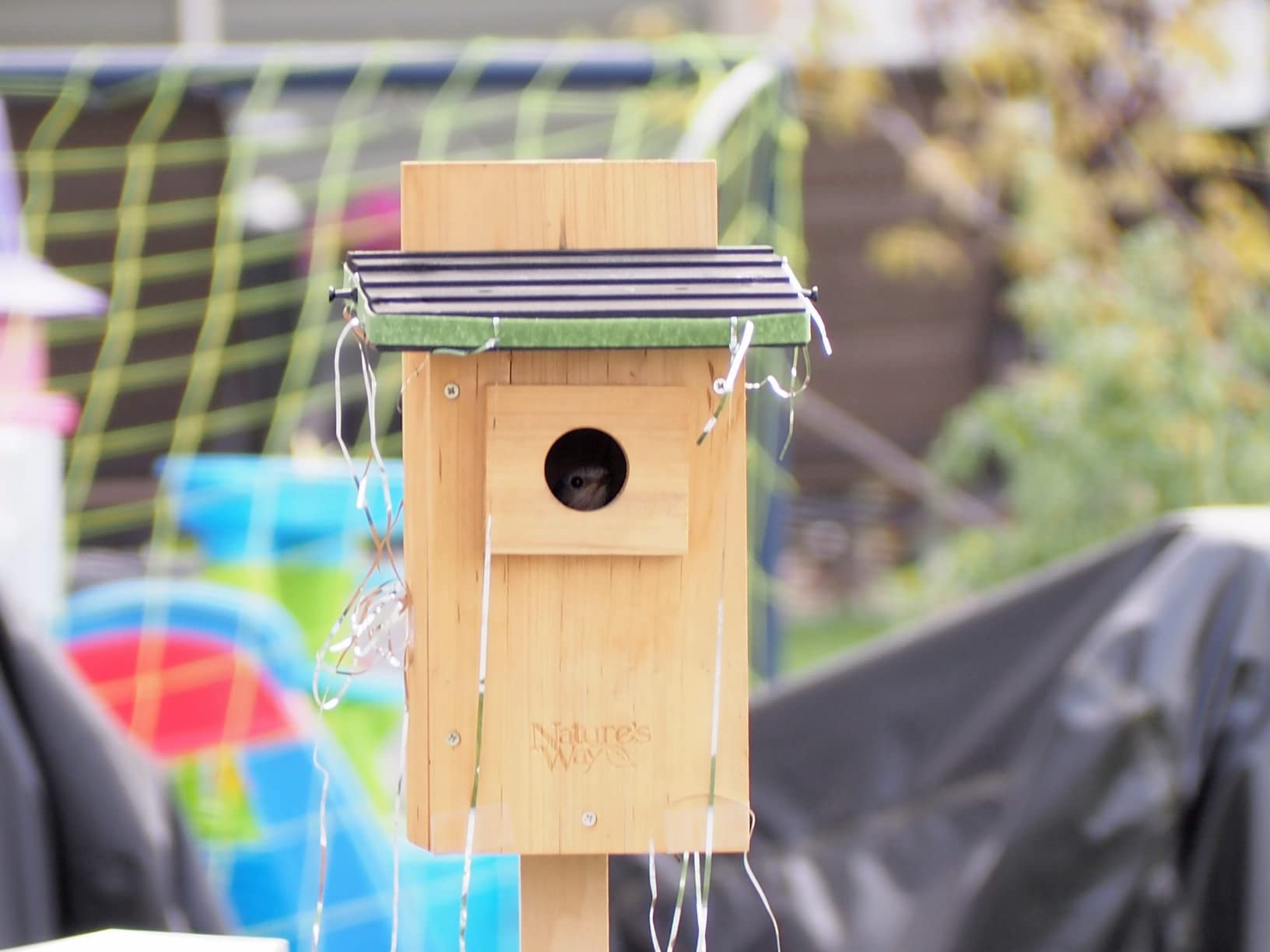 Nature's Way Bird Products CWH4 Cedar Bluebird Viewing House customer photo 2