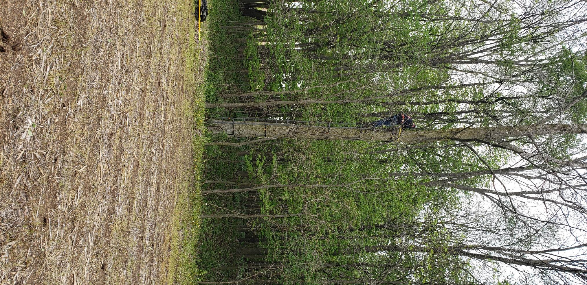 Millennium Treestands Monster Hang-on Treestand customer photo 1