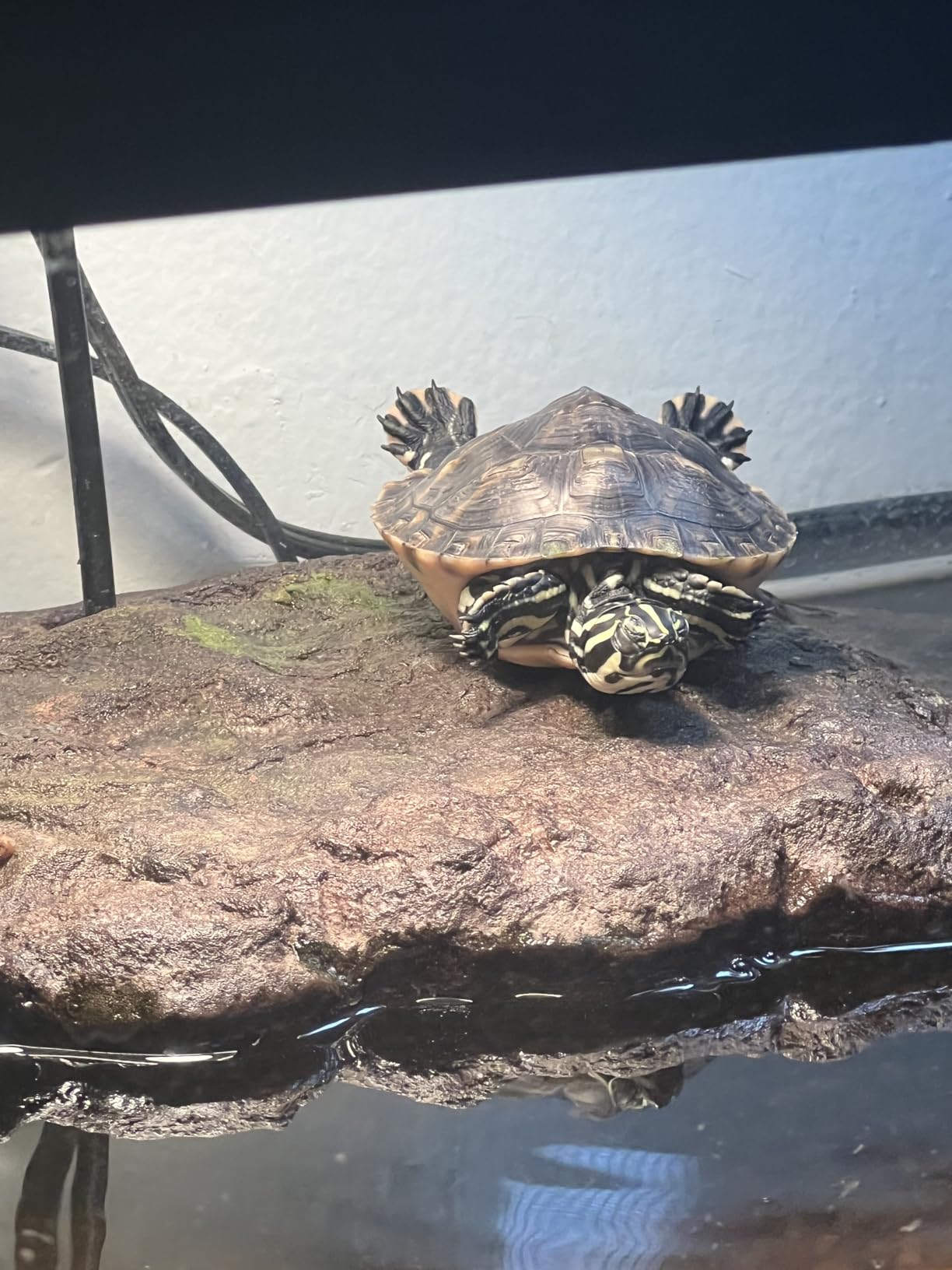 Turtle Dock customer photo 1