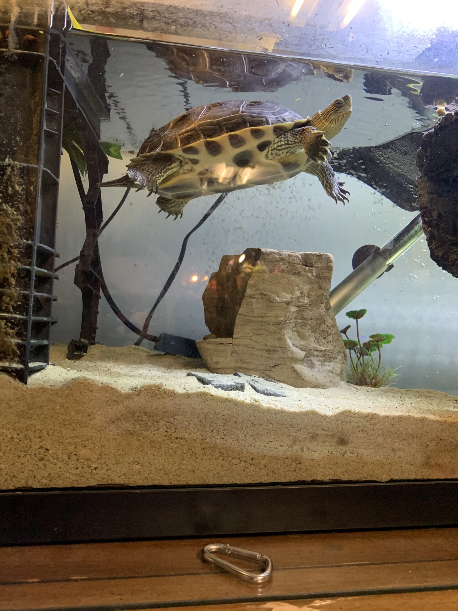 Turtle Dock customer photo 2