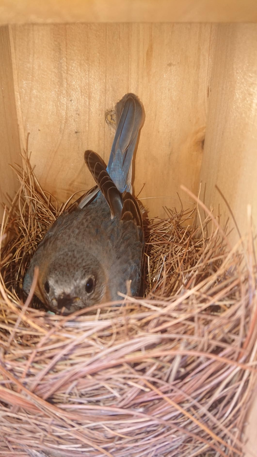Nature's Way Bird Products CWH3 Cedar Bluebird Box House customer photo 1