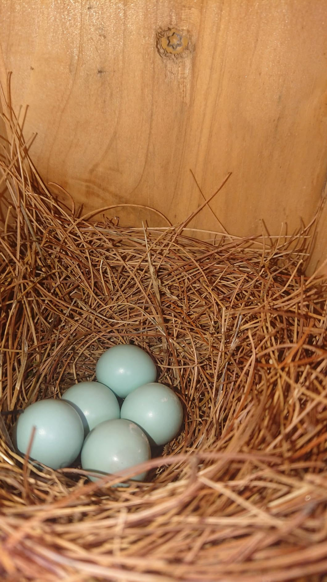 Nature's Way Bird Products CWH3 Cedar Bluebird Box House customer photo 2