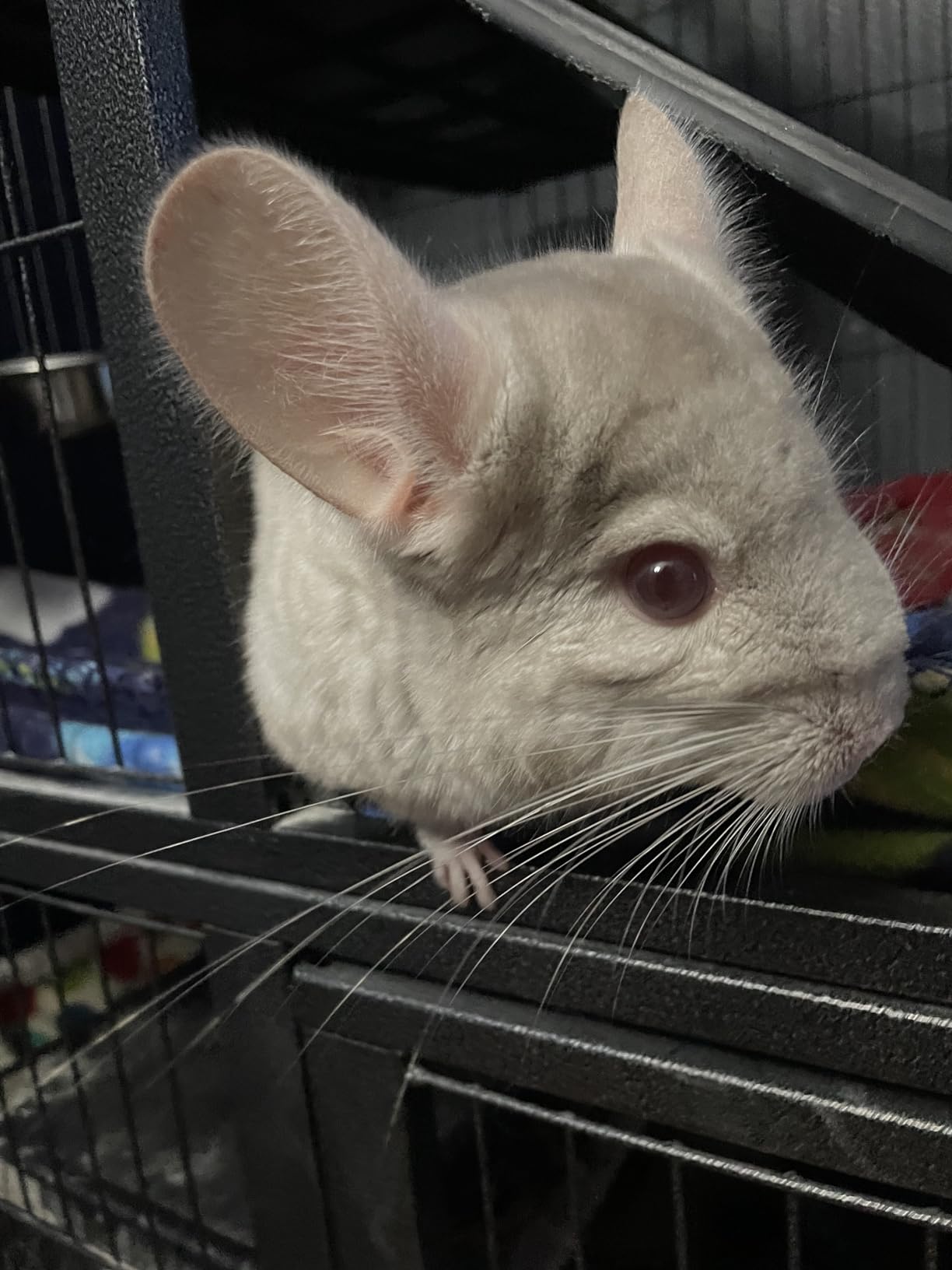 Oxbow POOF! Chinchilla Dust Bath, 100% Natural Blue Beauty Dust for Chinchillas, Degus, Gerbils, and Hamsters, Small Animal Grooming, Natural Dusting Powder, 2.5 lbs Jar customer photo 2