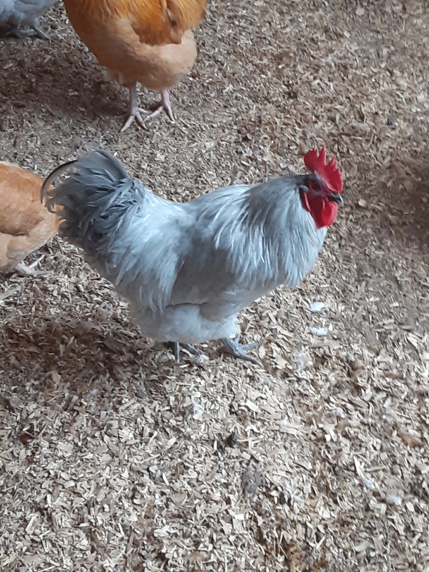 Harris Farms Manna Pro Chicken Supplies | Chicken Waterer Heated Base | Harris Farms Poultry Drinker | Chicken Coop Accessories customer photo 1