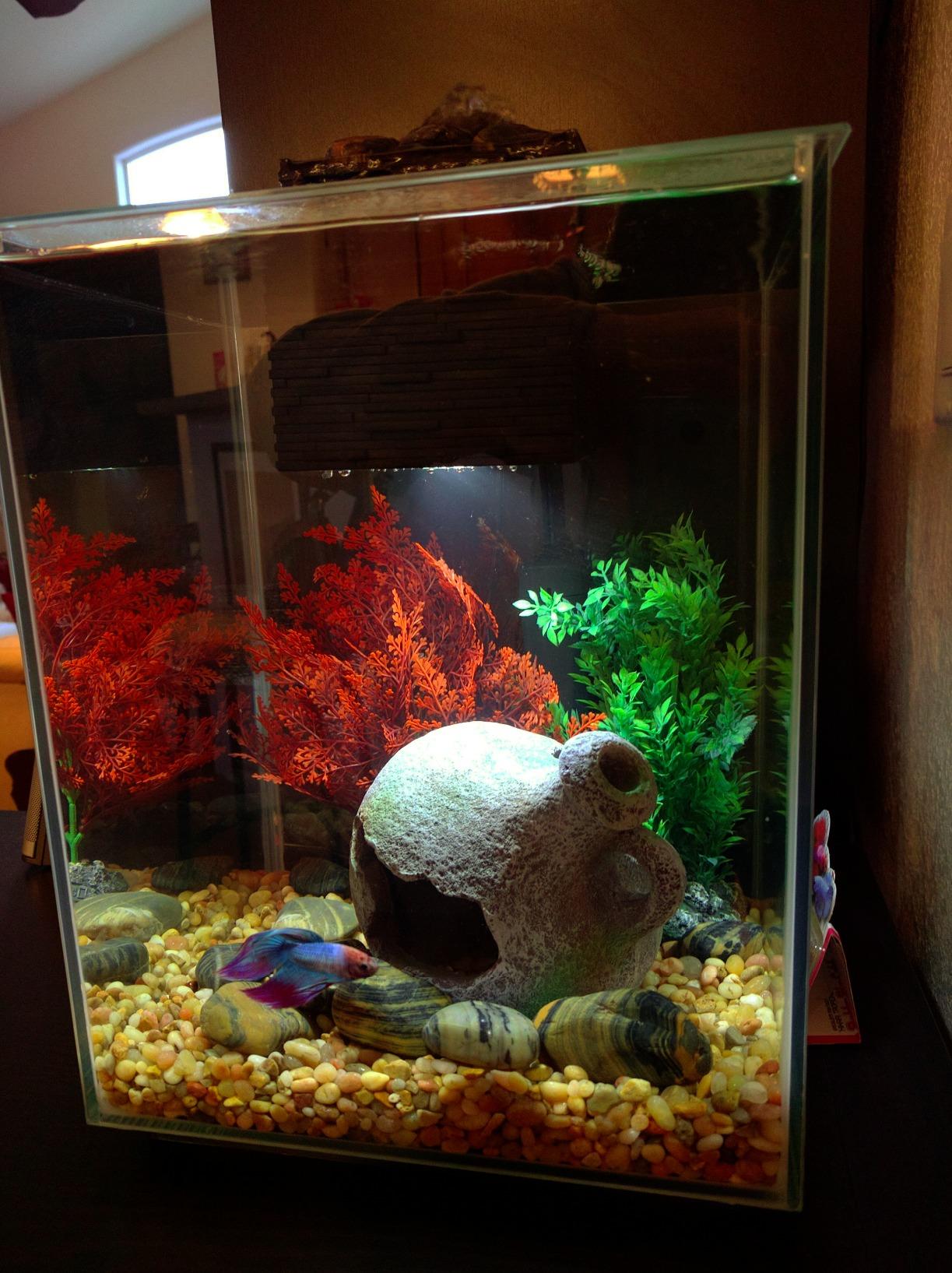 Fluval Chi II Series Aquarium Set, 5-Gallon - Aquarium Tank with Ambient LED Lighting, Flowing Water, and Elegant Design, White customer photo 1