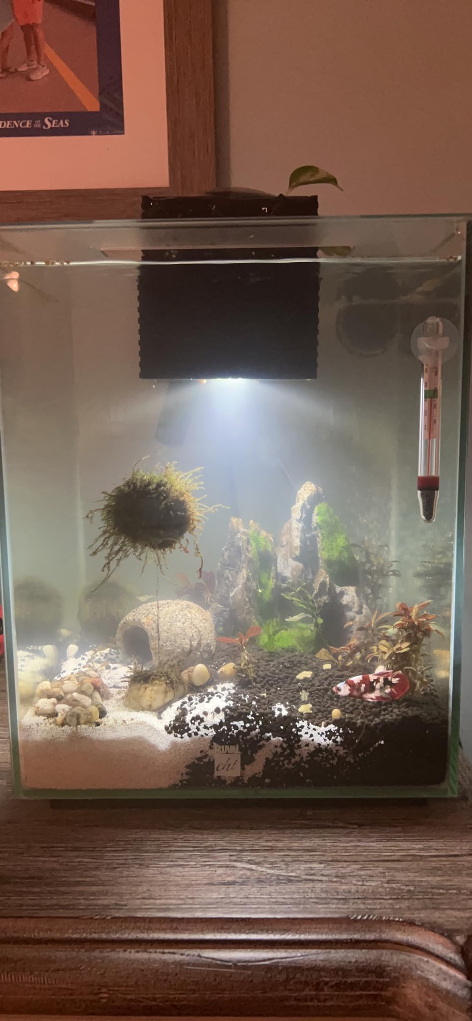 Fluval Chi II Series Aquarium Set, 5-Gallon - Aquarium Tank with Ambient LED Lighting, Flowing Water, and Elegant Design, White customer photo 2