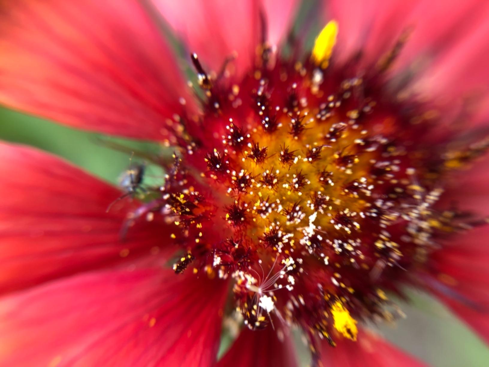 KINGMAS 3 in 1 Universal Fish Eye Lens, Macro Clip Lens Wide-Angle Camera Lens Kit for iPad iPhone Samsung Android and Most Smartphones (Red) customer photo 2