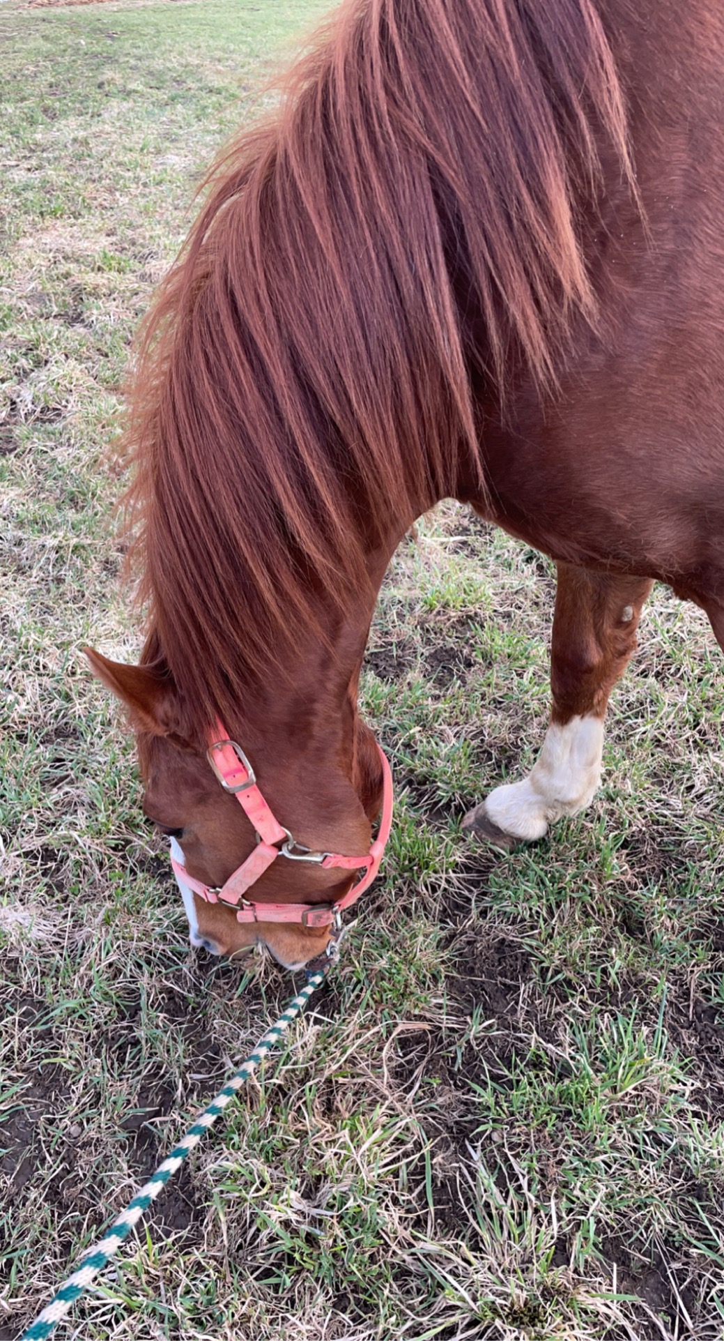 Derby Originals 91-7035TQ Premium Comfort 9 Item Horse Grooming Kit (Turquoise/Lime Green) customer photo 1