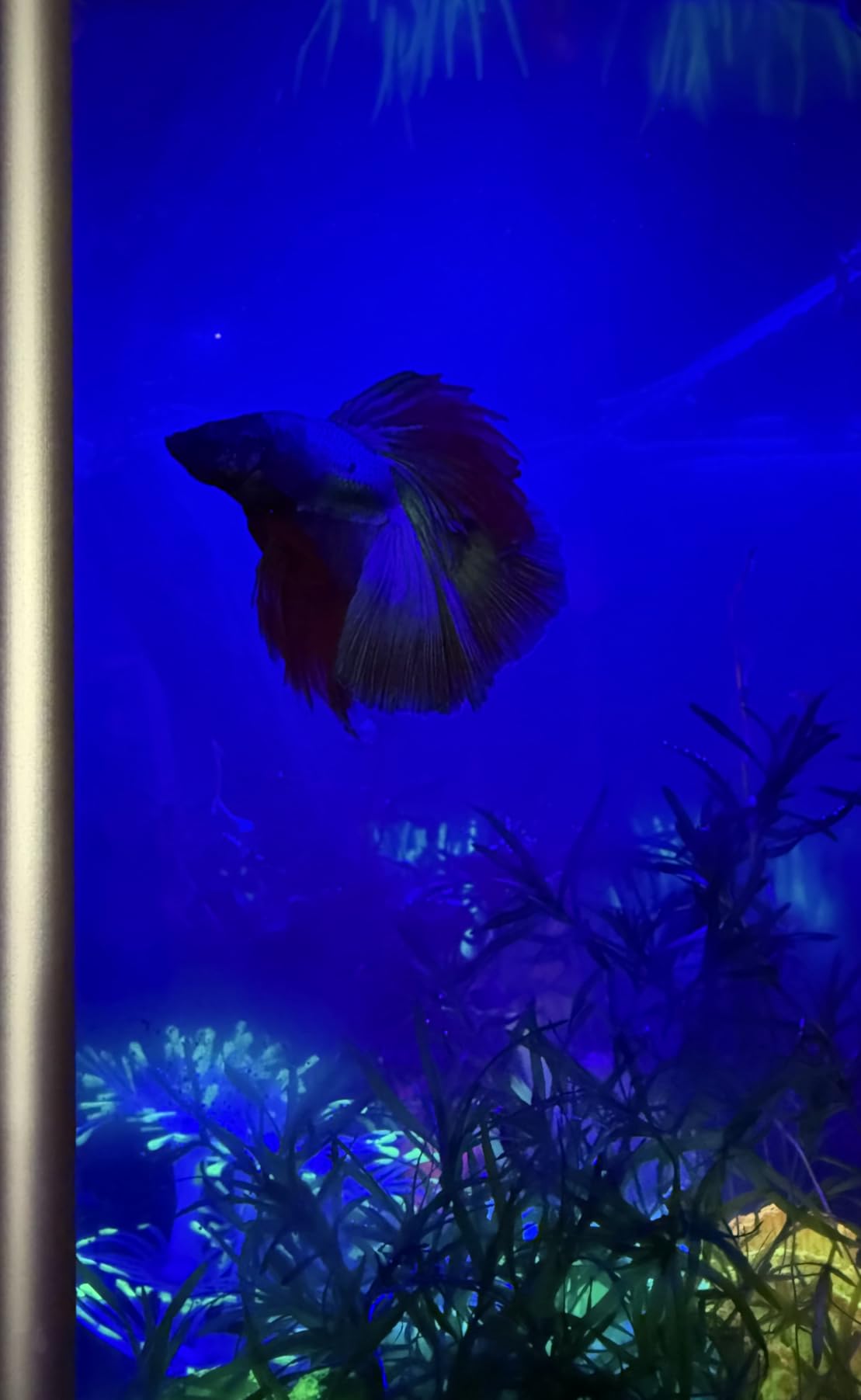 Fluval Spec V Aquarium Kit, 5-Gallon, White customer photo 1