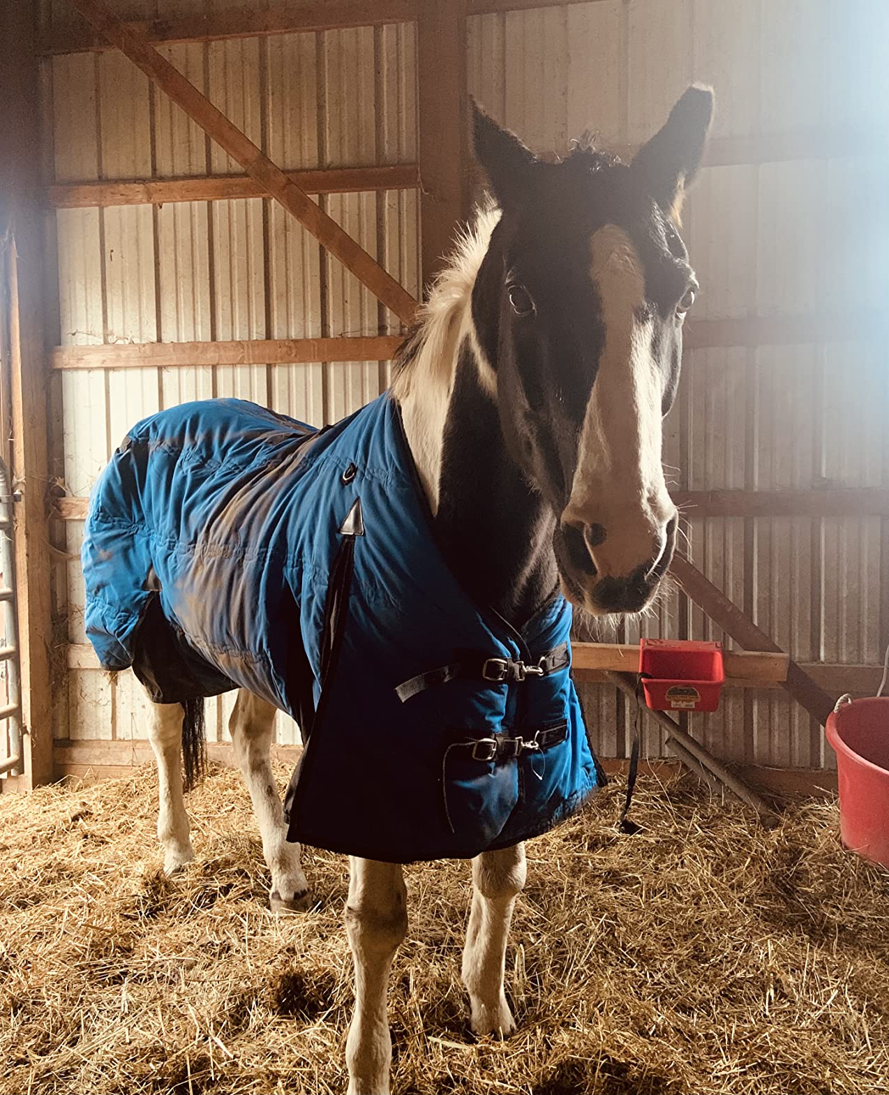 Absorbine Bute-Less Comfort & Recovery Supplement Pellets, Healthy Inflammatory Response, 5 lb / 80 Day Supply customer photo 2