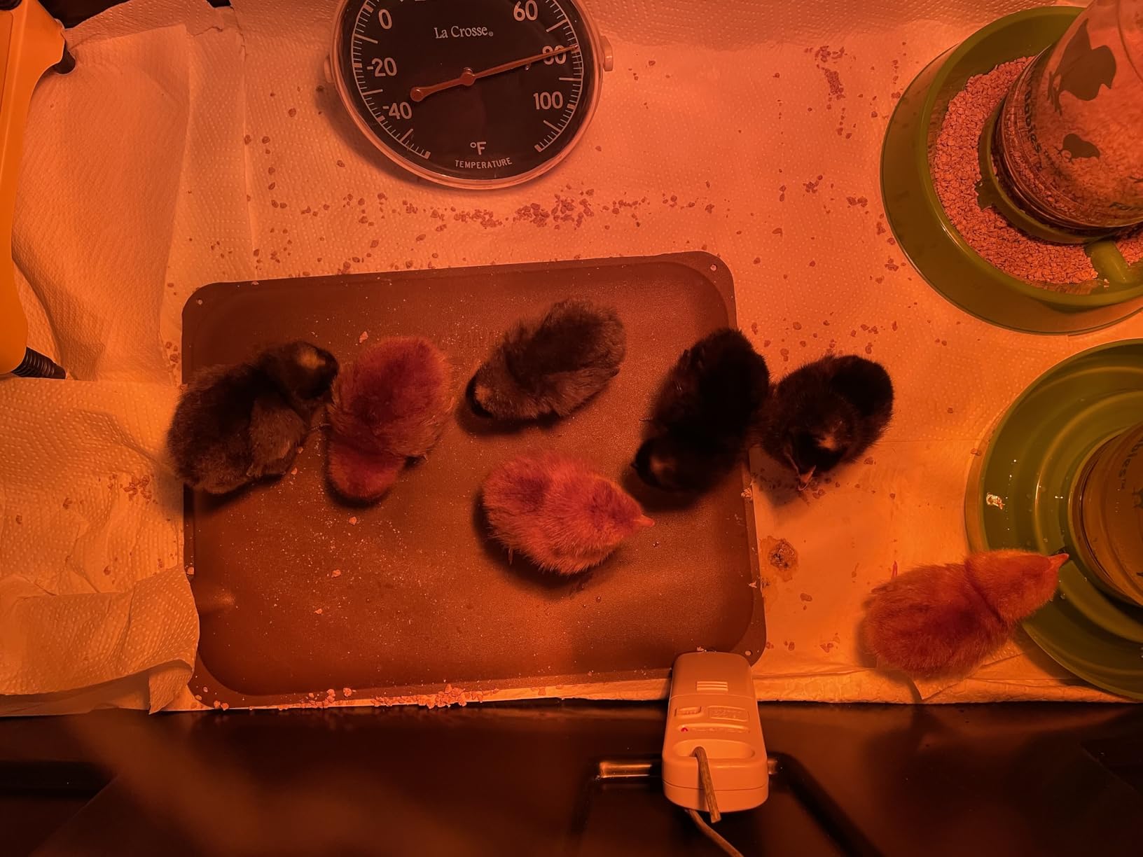 K&H Pet Products Thermo-Peep Chicken Heating Pad for Brooders and Chicken Coops, Warming Heat Plate for Chicks and Ducklings, Safety Listed Poultry Heat Lamp Alternative - Petite 12 X 9in, Tan 20W customer photo 1