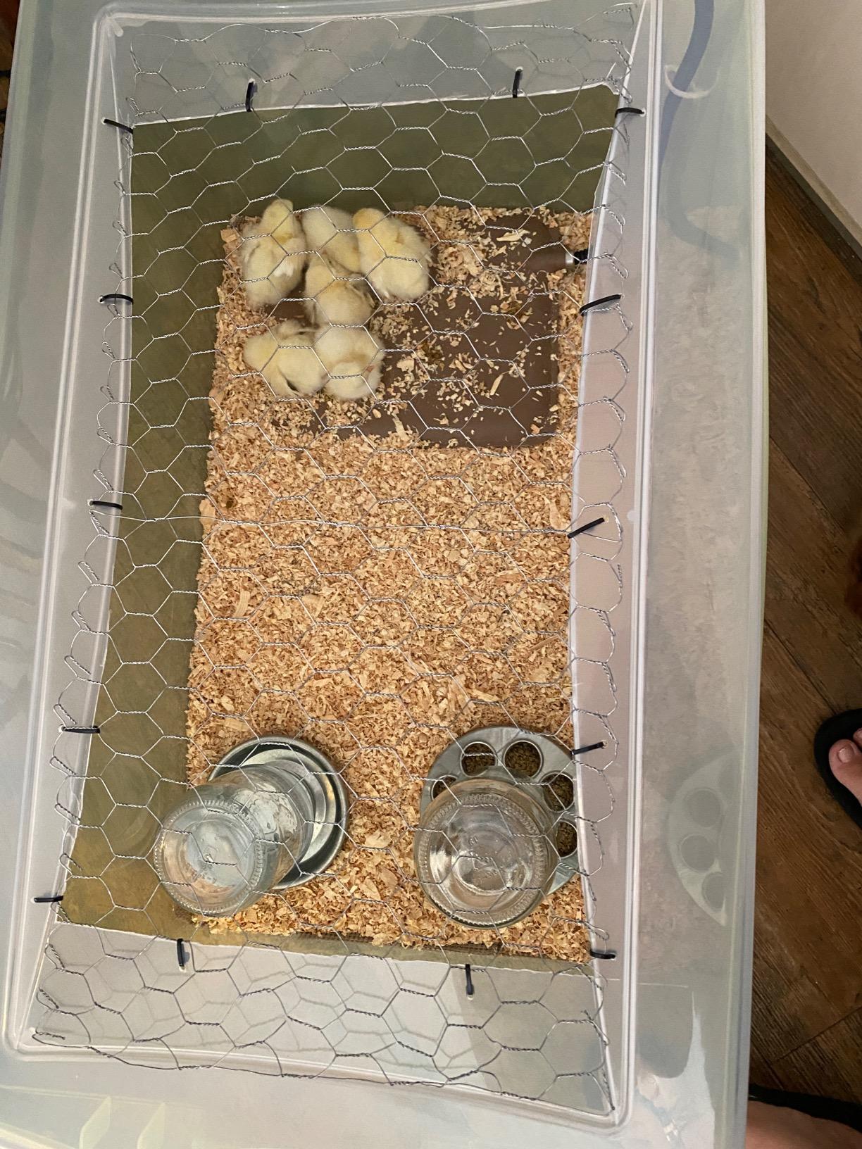 K&H Pet Products Thermo-Peep Chicken Heating Pad for Brooders and Chicken Coops, Warming Heat Plate for Chicks and Ducklings, Safety Listed Poultry Heat Lamp Alternative - Petite 12 X 9in, Tan 20W customer photo 2