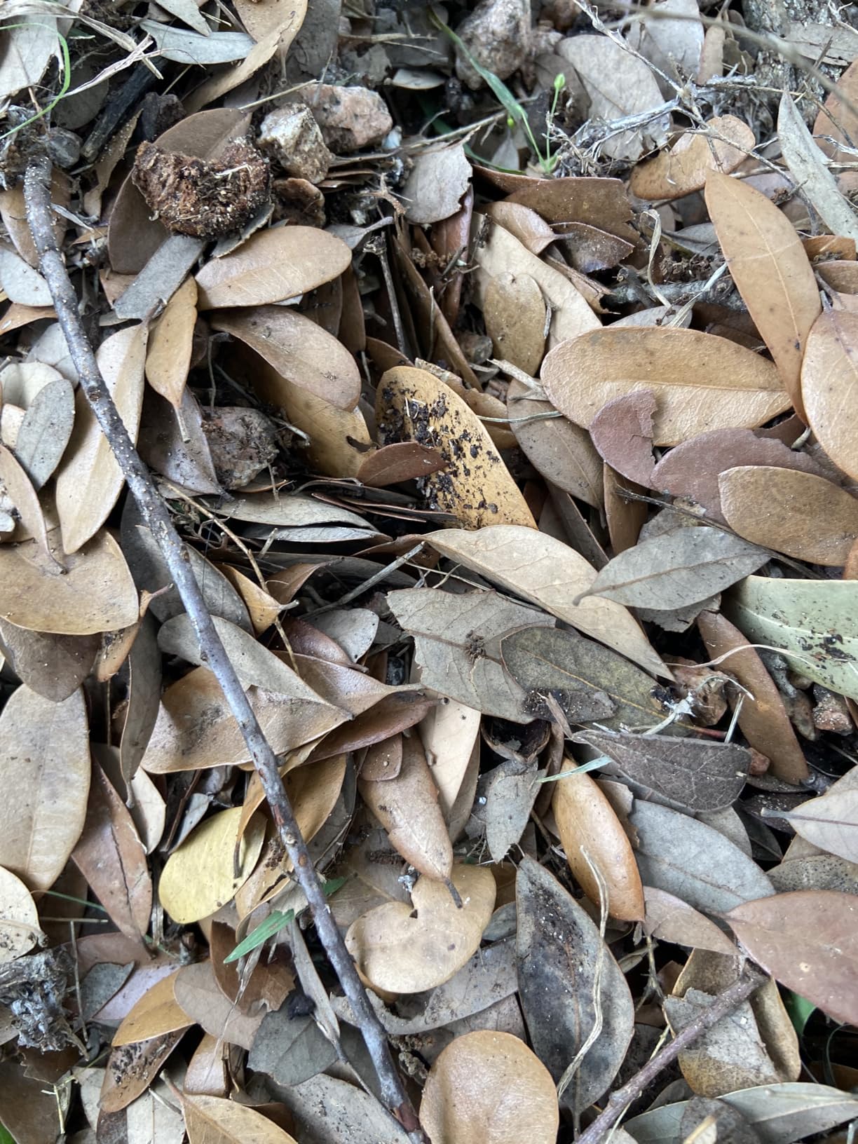 Echo ES-250 25.4cc Shred N Vac customer photo 2