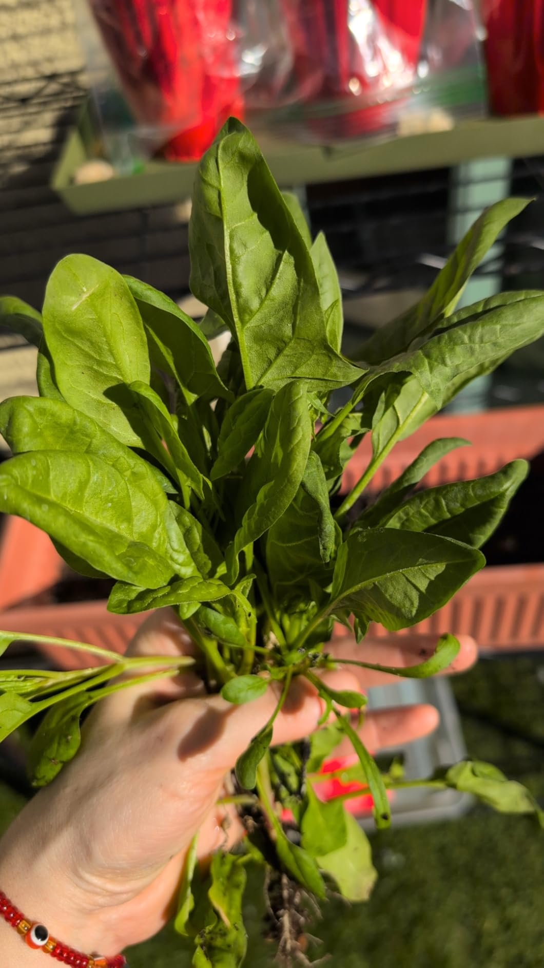 Open Seed Vault |15,000 Heirloom Seeds | 32 Seed Types | Survival Seeds | 2026 Season | Non GMO Vegetable and Fruit Seeds | Planting Outdoor & Indoor Garden customer photo 1