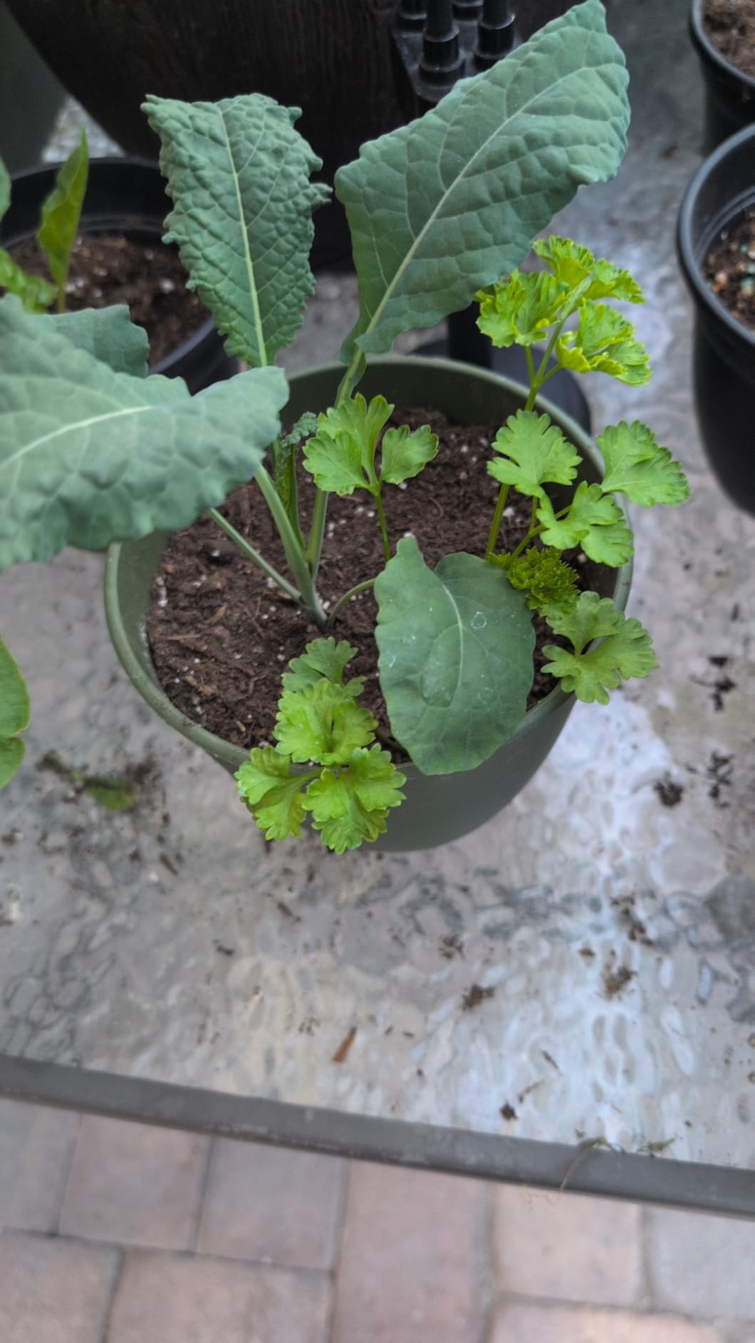 Open Seed Vault |15,000 Heirloom Seeds | 32 Seed Types | Survival Seeds | 2026 Season | Non GMO Vegetable and Fruit Seeds | Planting Outdoor & Indoor Garden customer photo 2