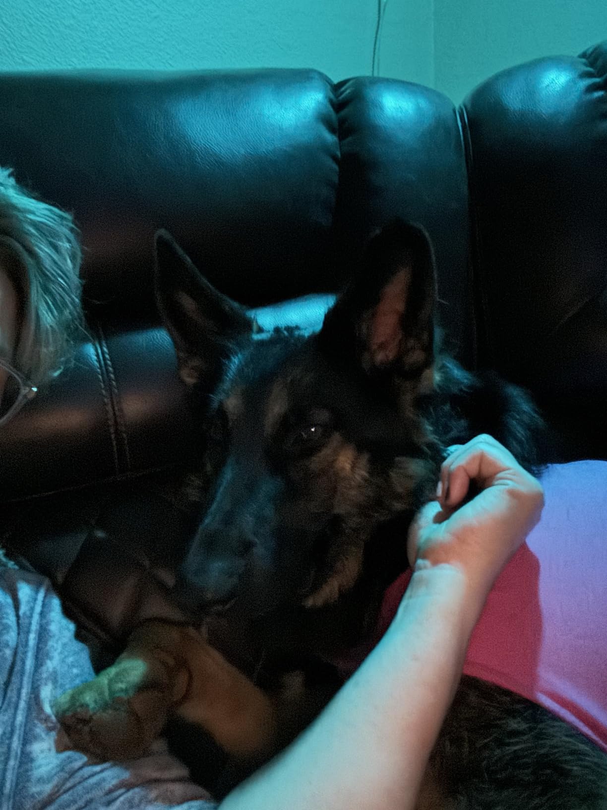 AKC - American Kennel Club Anti Anxiety and Stress Relief Calming Coat for Dogs, Essential for Thunderstorm season and 4th of July Fireworks- Blue, X-Small customer photo 1