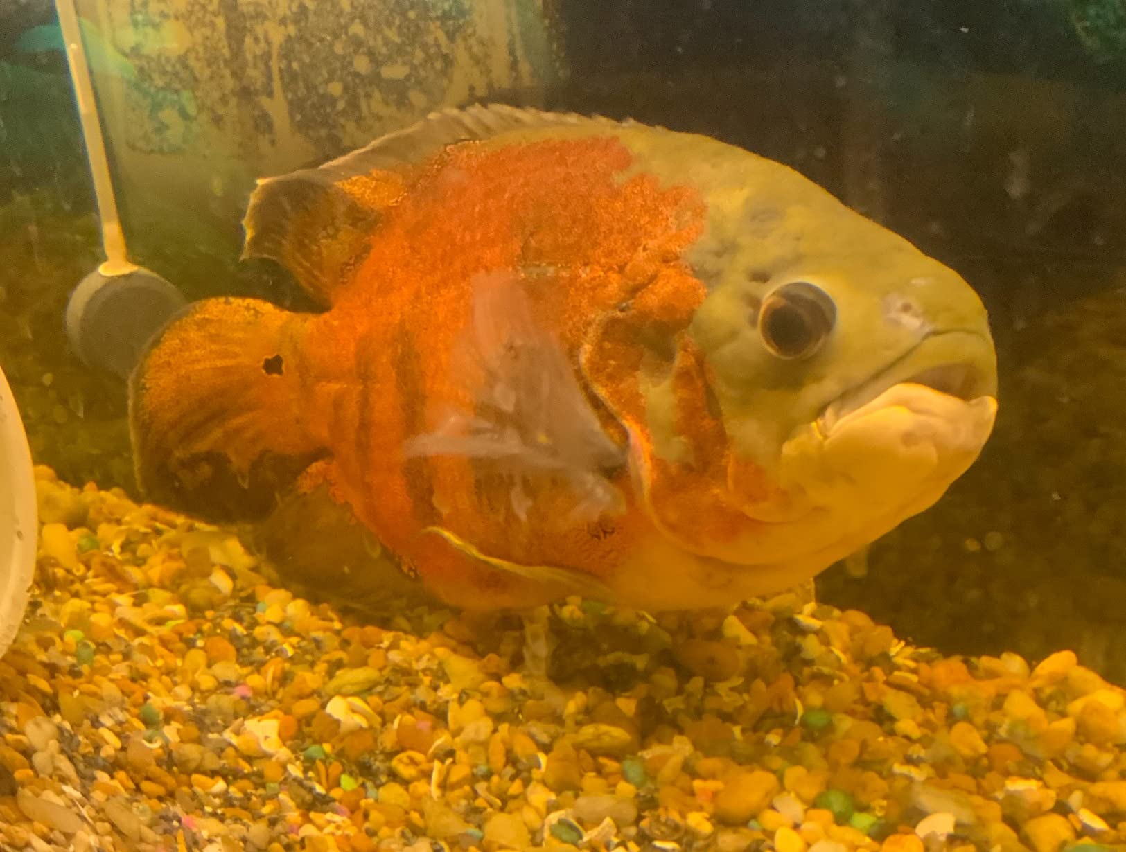 Fluval FX4 High Performance Canister Filter for Aquariums up to 250 Gal. customer photo 2