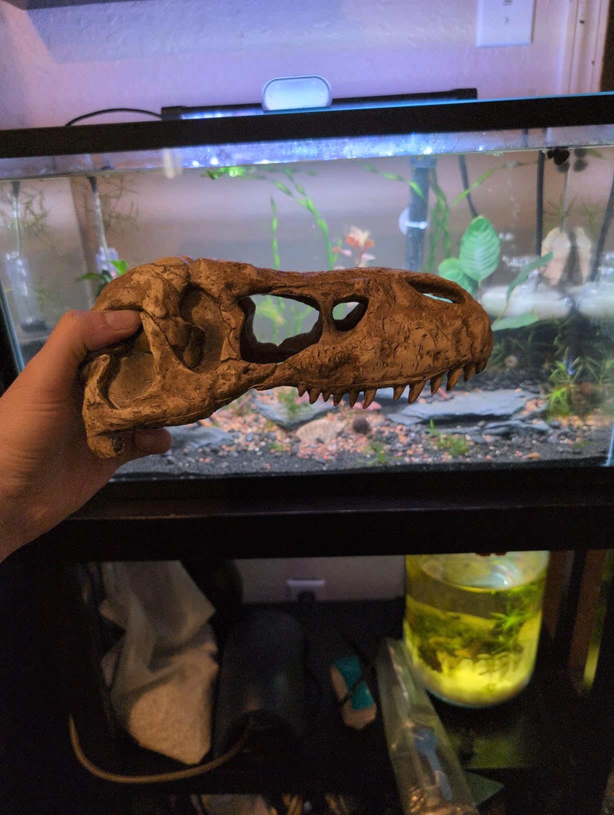 Exo Terra T-Rex Skull Terrarium Decor customer photo 1