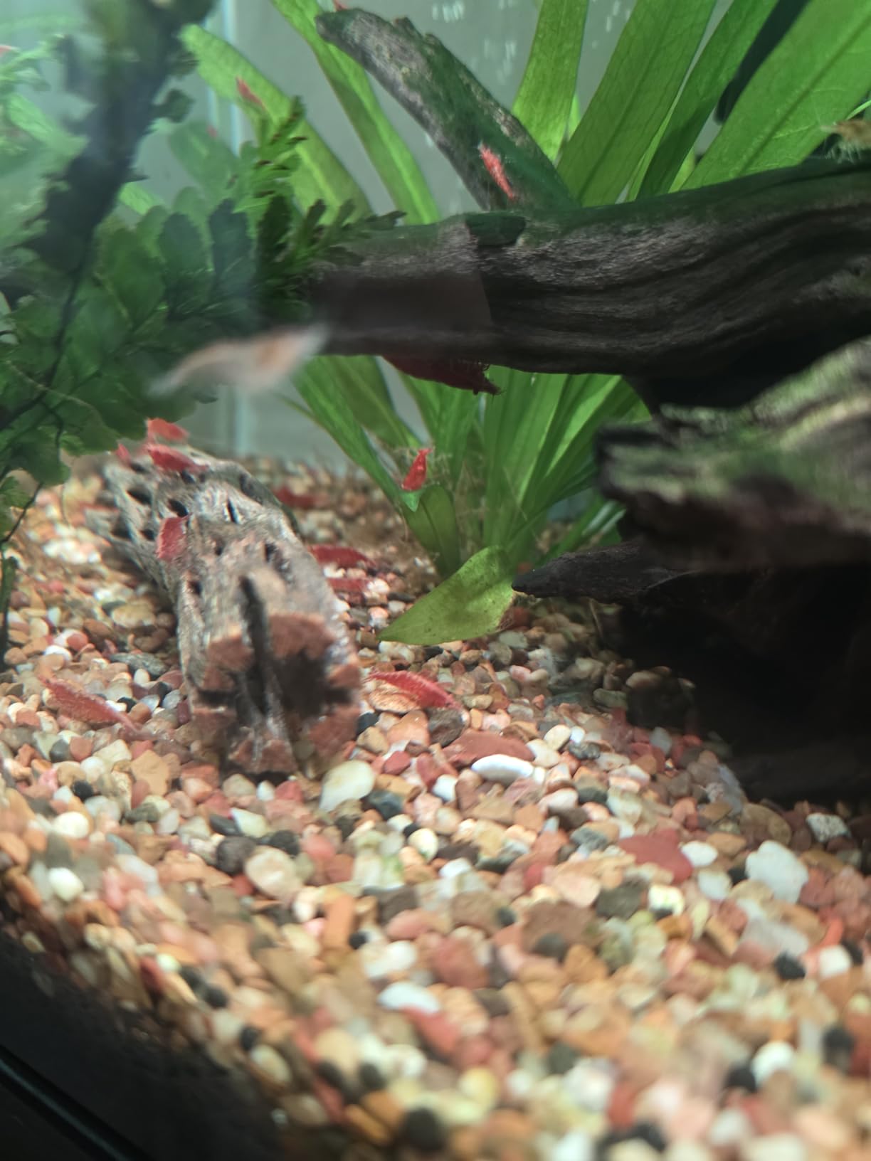 Natural Cholla Wood for Aquarium Decoration Shrimp and Fish Tank (4 Inch (3 Pack)) customer photo 1