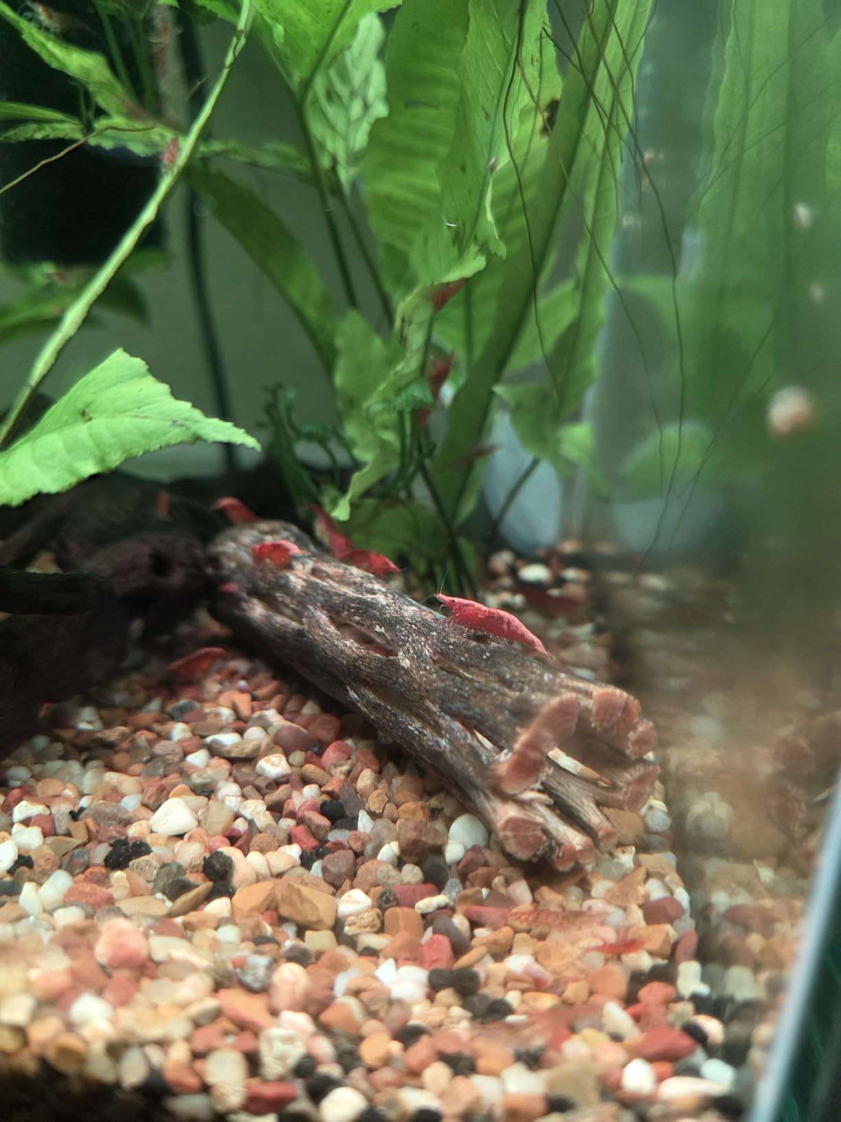 Natural Cholla Wood for Aquarium Decoration Shrimp and Fish Tank (4 Inch (3 Pack)) customer photo 2