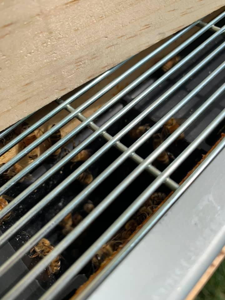 Mann Lake, Queen Excluder for Beekeeping, Precision Welded Low Carbon Steel, Perfect for 10-Frame Hives, Durable and Long-Lasting, Keeps Honey Clean by Preventing Queen Access customer photo 1