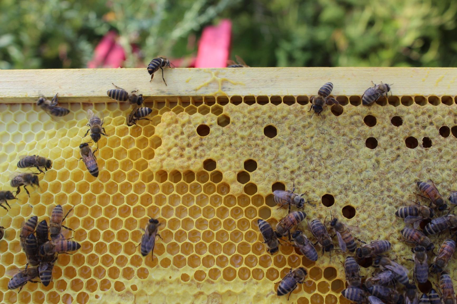 Mann Lake, Queen Excluder for Beekeeping, Precision Welded Low Carbon Steel, Perfect for 10-Frame Hives, Durable and Long-Lasting, Keeps Honey Clean by Preventing Queen Access customer photo 2