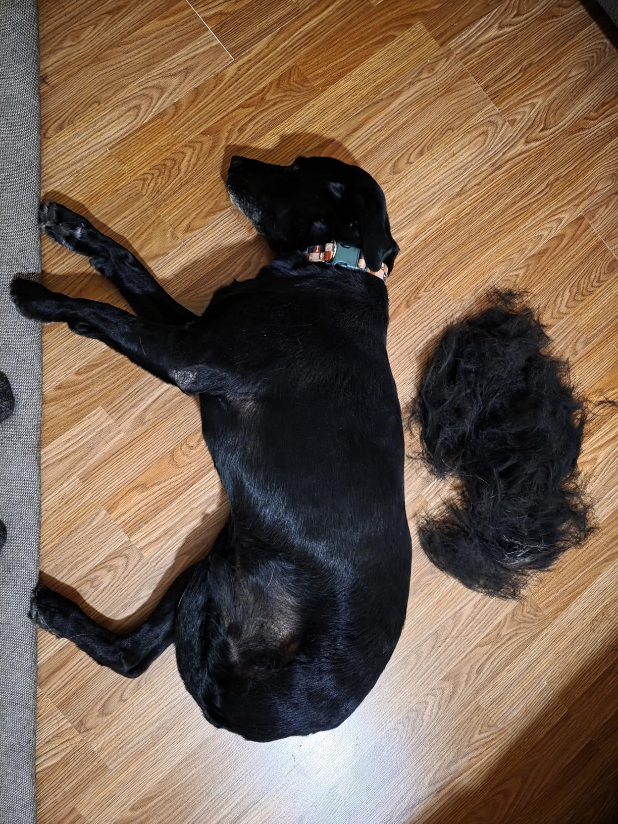 SleekEZ Cat Brush for Shedding & Cat Brushes for Indoor Cats | Pet Brush for Cats | Grooming Tool | Works for Short & Long Haired Pets | Great for All Fur Types | Made in USA | 2.5 inch customer photo 1