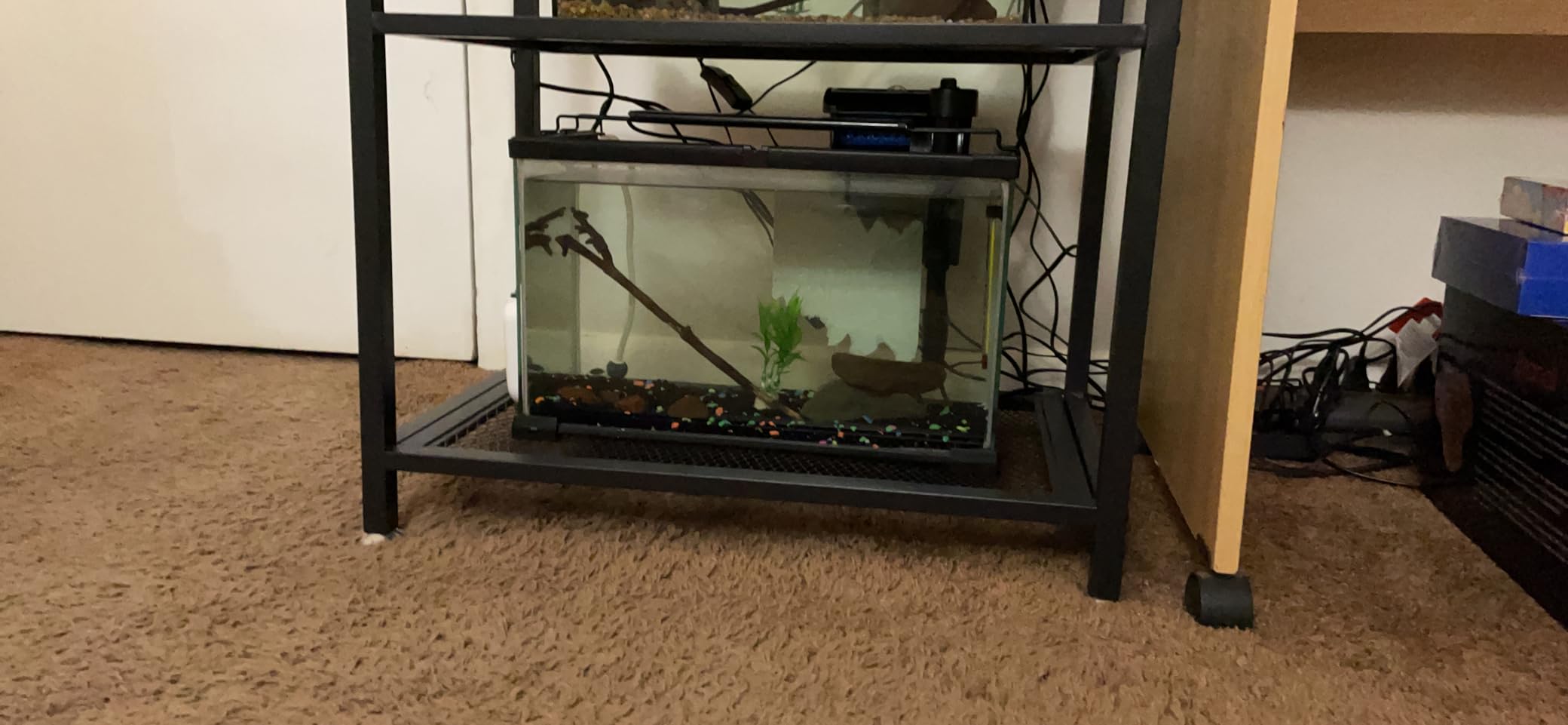 Aqueon Small Aquarium Fish Tank Submersible Mini Flat Heater Up to 2.5 to 5 Gallon Aquariums, 7.5 Watts customer photo 2