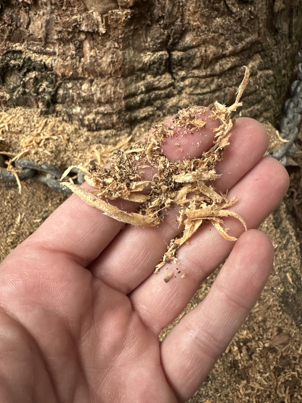 Oregon Compact 120-Volt Mini Bench Grinder, Universal Saw Chain Sharpener, for All Chainsaw Chains (310-120) customer photo 1