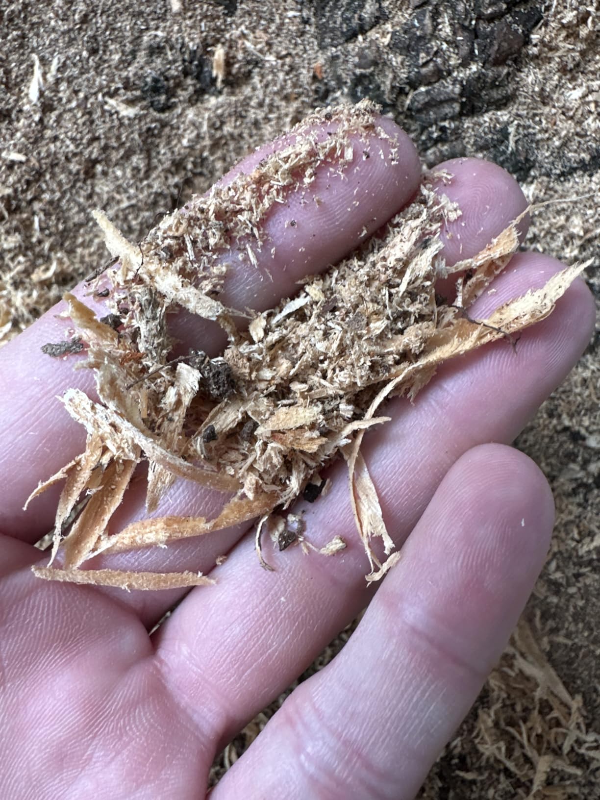 Oregon Compact 120-Volt Mini Bench Grinder, Universal Saw Chain Sharpener, for All Chainsaw Chains (310-120) customer photo 2