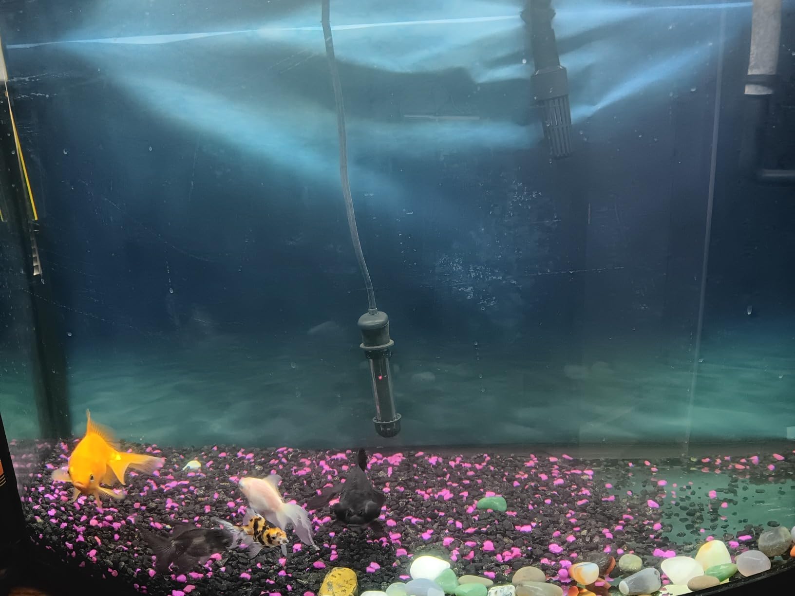 Marineland Magniflow Canister Filter For aquariums, Easy Maintenance customer photo 1