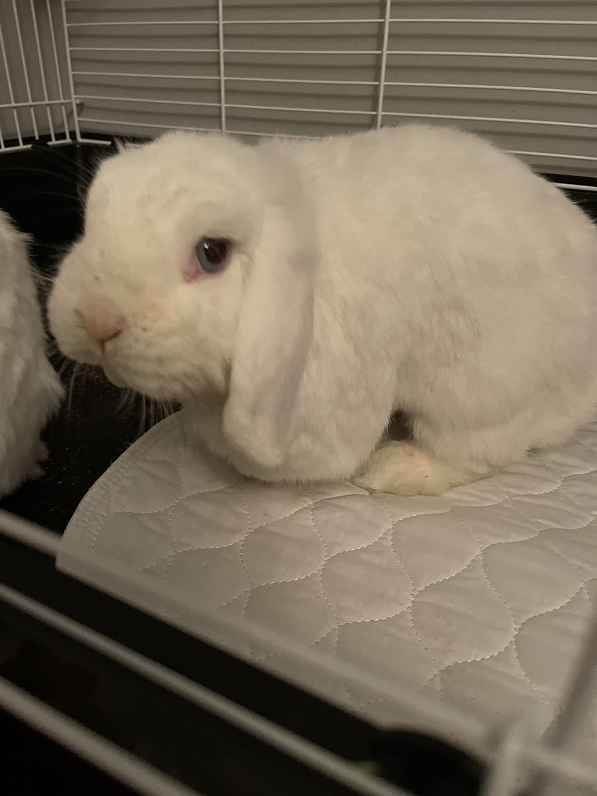 RMS Ultra Soft 4-Layer Washable and Reusable Incontinence Bed Pad - Waterproof Bed Pads, 24