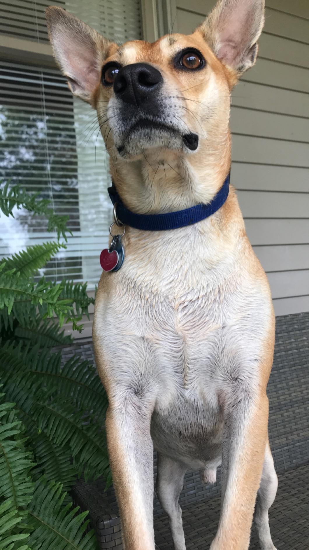 Hunters Specialties Scent-A-Way MAX 12oz Liquid Body Soap & Shampoo customer photo 2