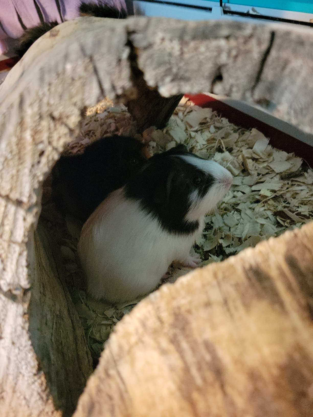 Ferplast Krolik XXL Rabbit Cage w/Wire Extension | Rabbit Cage Includes All Accessories & Measures 63.8L x 23.62W x 19.68H Inches | 1-Year Warranty customer photo 1