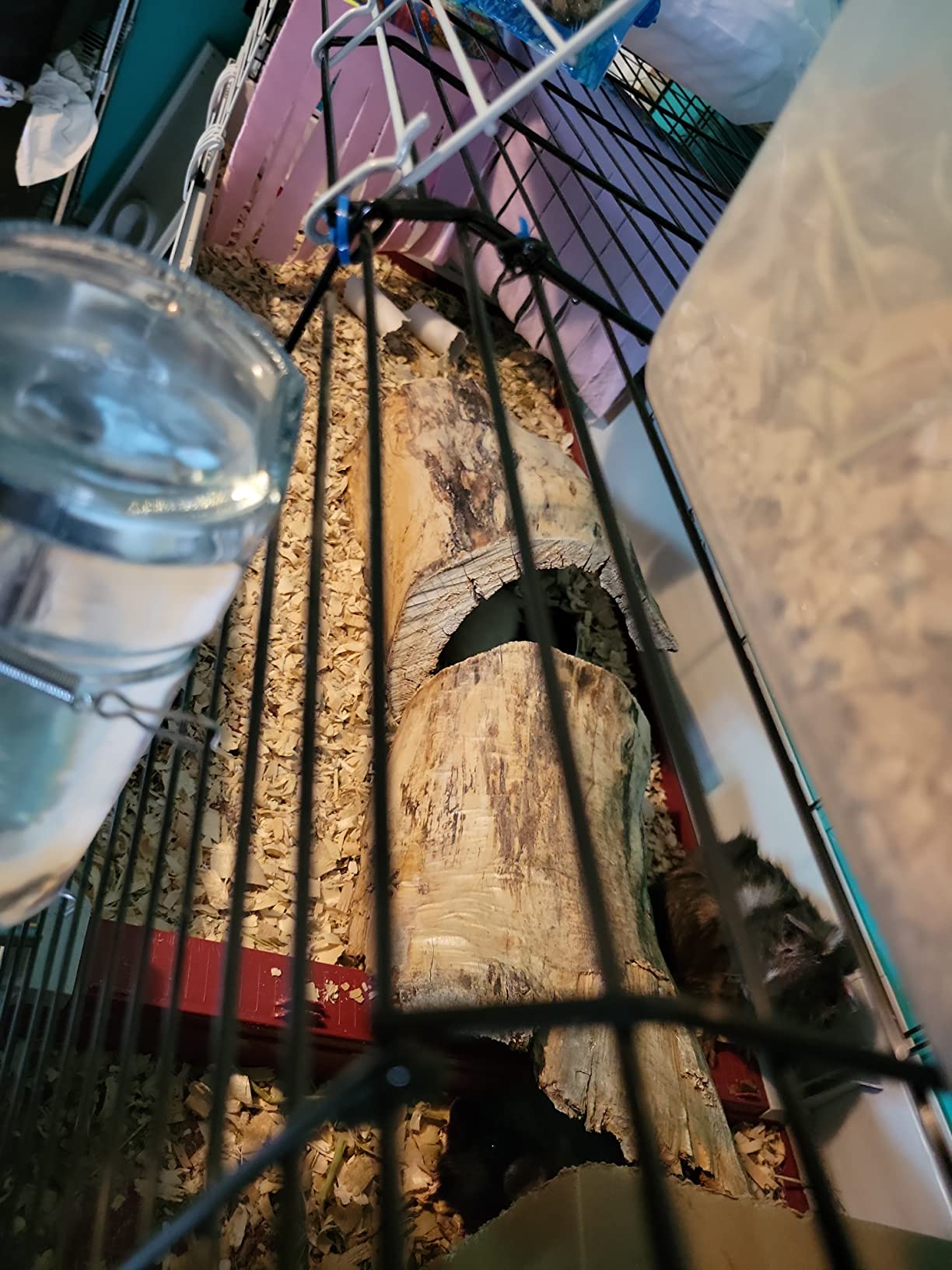 Ferplast Krolik XXL Rabbit Cage w/Wire Extension | Rabbit Cage Includes All Accessories & Measures 63.8L x 23.62W x 19.68H Inches | 1-Year Warranty customer photo 2