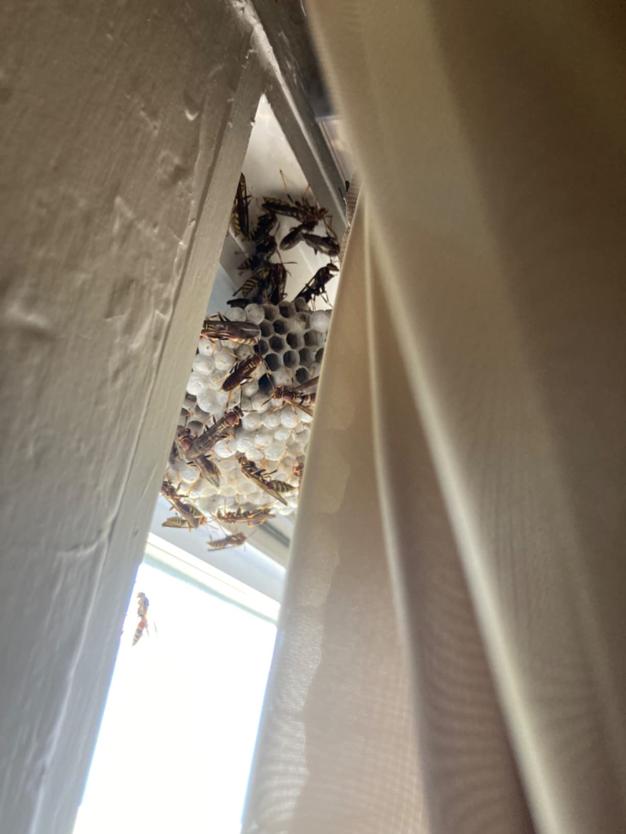 Professional Beekeeper Suit (Jacket, Pants, Gloves) Beekeeping Suit Bee Suits for Men Women customer photo 2