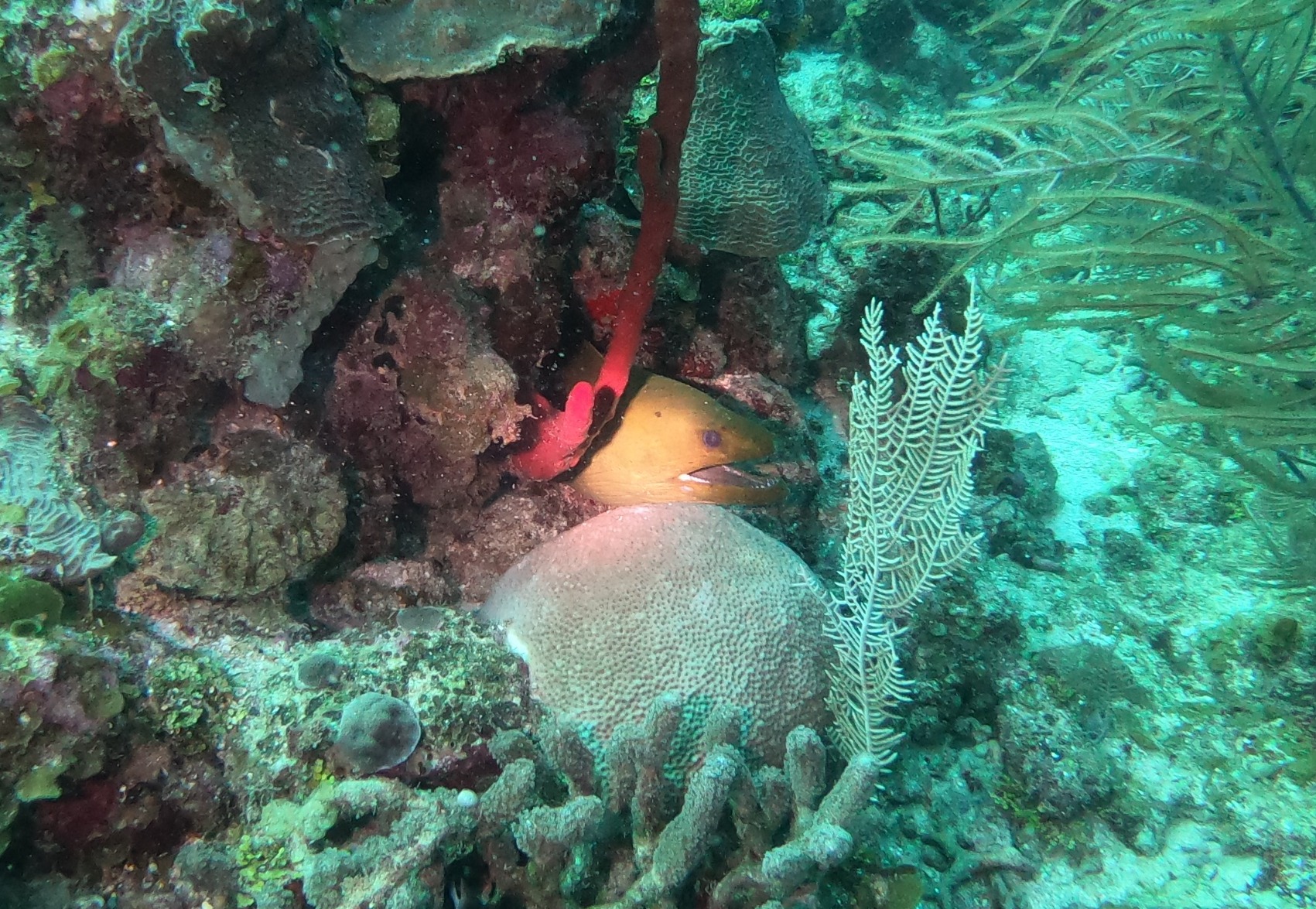 Scuba Diving Flashlight Dive Torch 2000 Lumen Waterproof Underwater XM-L2 LED Submarine Lights Holder with Charger for Under Water Deep Sea Cave at Night customer photo 1