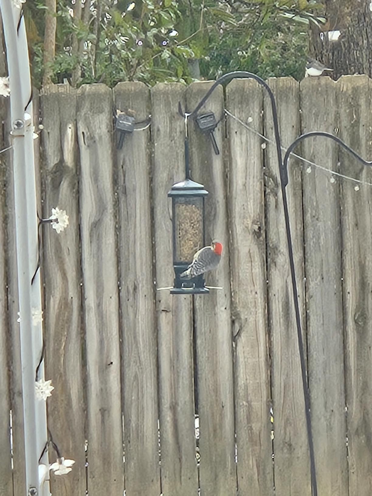 Squirrel Buster Legacy Squirrel-Proof Bird Feeder for Wild Birds - 4 Metal Removable Perches, 2.6 lb Seed Capacity, Chew-Proof Design, Easy to Clean, Green customer photo 1