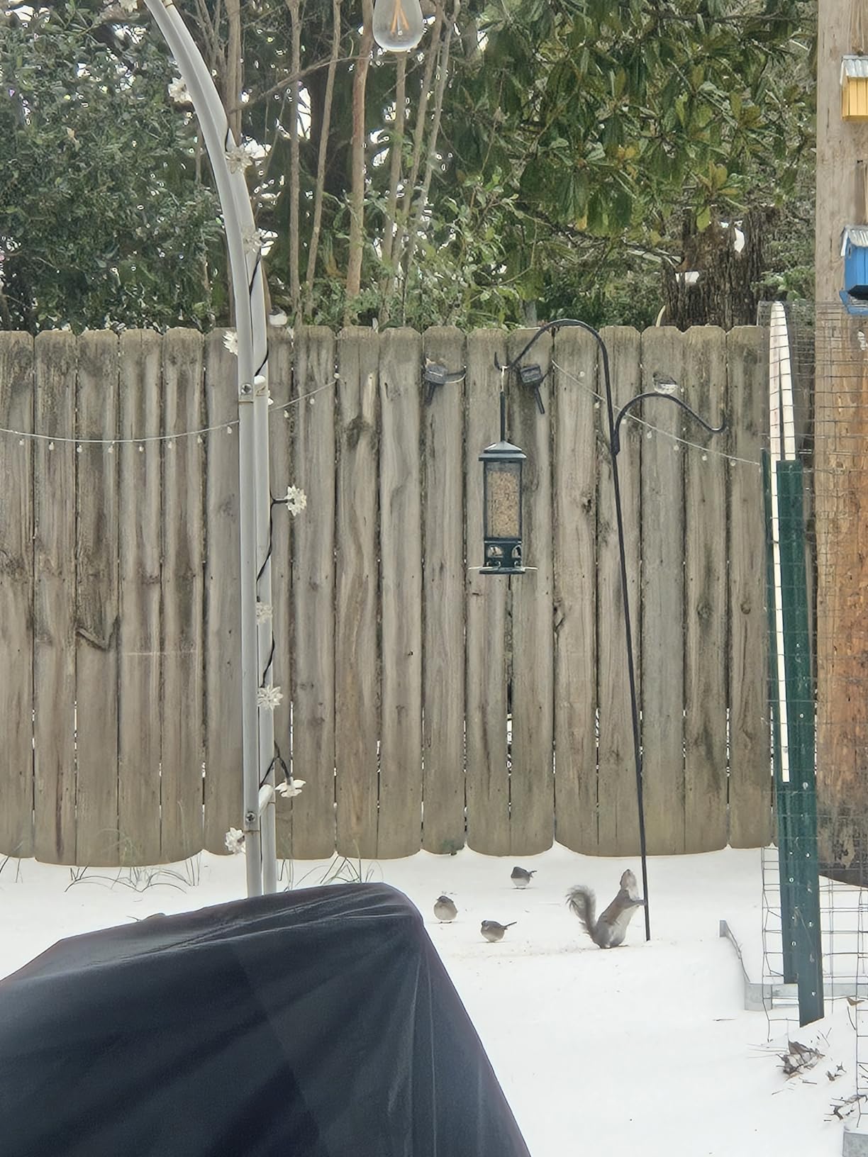 Squirrel Buster Legacy Squirrel-Proof Bird Feeder for Wild Birds - 4 Metal Removable Perches, 2.6 lb Seed Capacity, Chew-Proof Design, Easy to Clean, Green customer photo 2