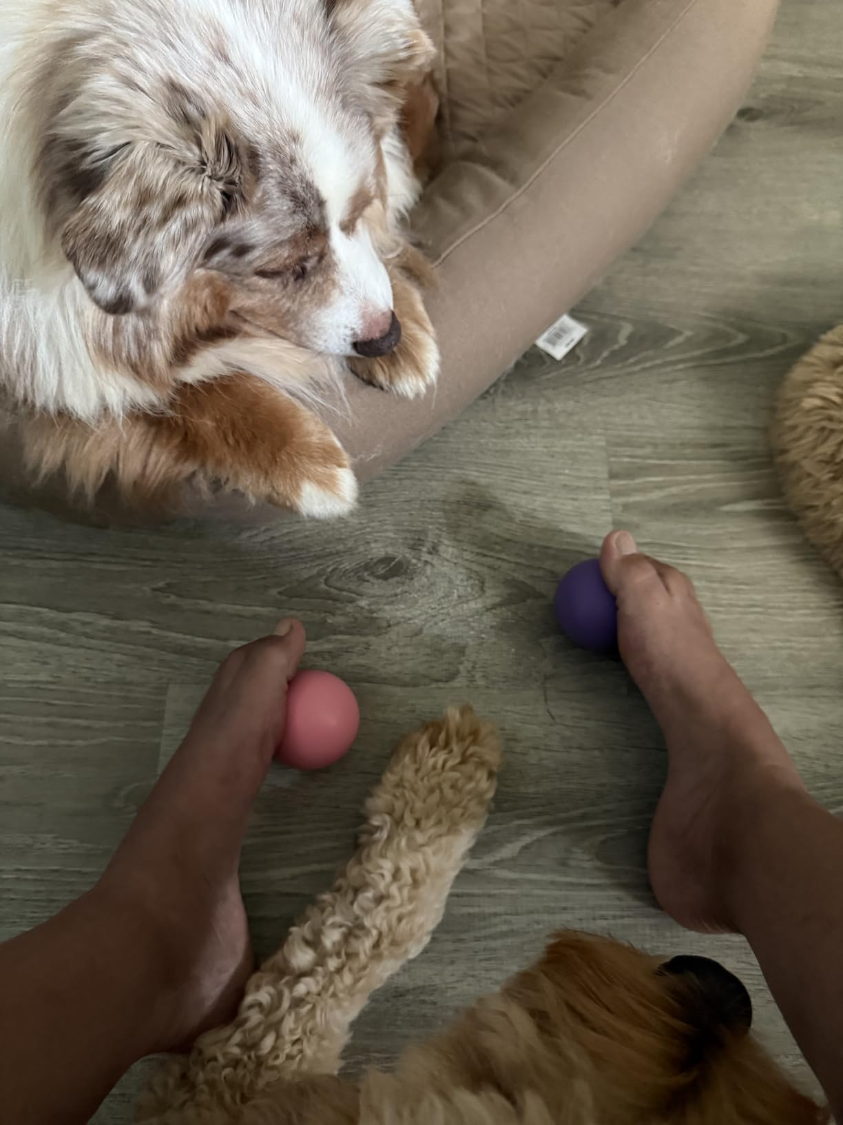 Massage Lacrosse Balls for Myofascial Release, Set of 2 Firm Balls (Blue and Red) customer photo 2