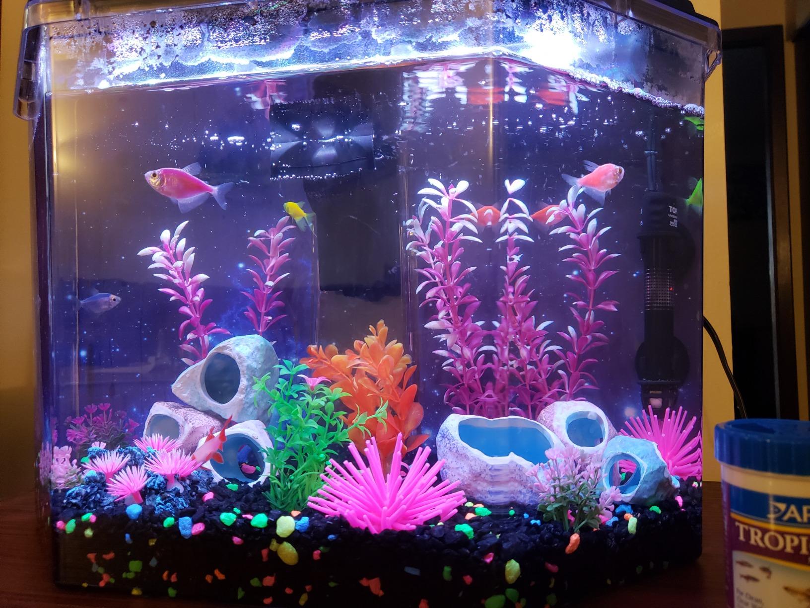 Koller Products 6.5-Gallon Aquarium Kit with Power Filter and LED Lighting, (AP650) customer photo 1