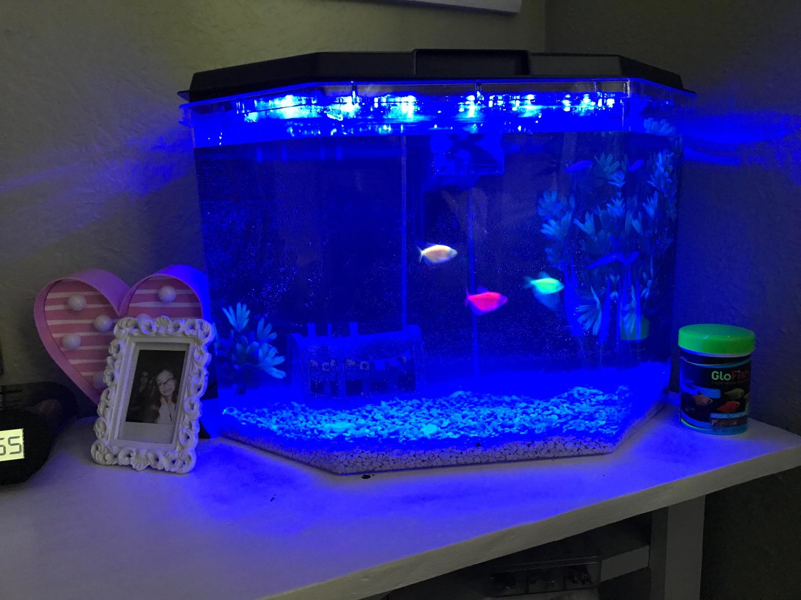 Koller Products 6.5-Gallon Aquarium Kit with Power Filter and LED Lighting, (AP650) customer photo 2