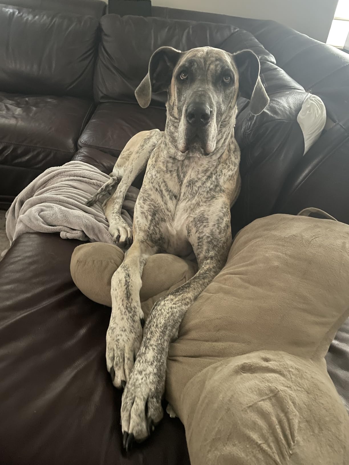 BestOffice | 13 Gallon Trash Can with Lid | Automatic Touchless Garbage Can | Odor Control | Modern Oval Design | Easy to Clean | Stainless Steel | Fits Any Kitchen, Bathroom, Office or Home customer photo 1