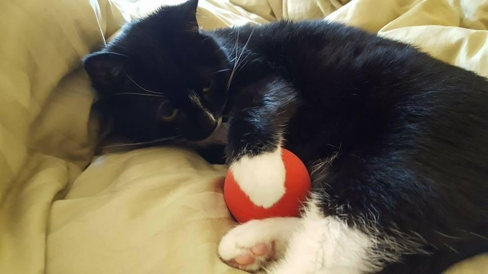 Spiky Massage Ball - Foot Massage Ball, Trigger Point Ball, Plantar Fasciitis Ball Massager, Physical Therapy Deep Tissue Myofascial Release Massage Tools for Yoga, Workout, Muscle Rehab (Blue) customer photo 1