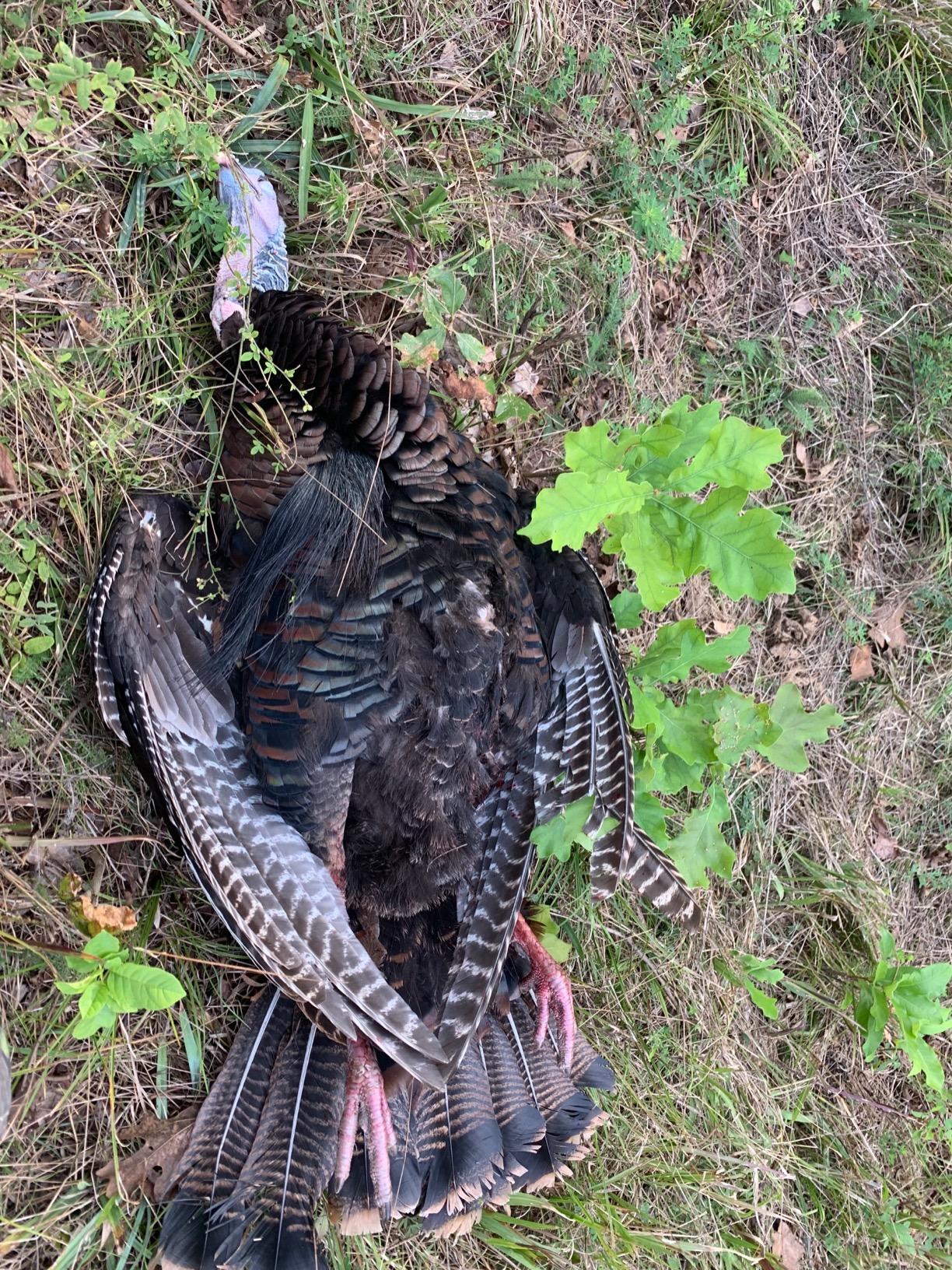 Muzzy Trocar HBX Hybrid 4 Blade Crossbow Broadhead, 100 Grain customer photo 1