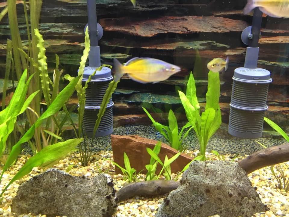 Eheim Pro 4+ 600 Filter up to 160g customer photo 1